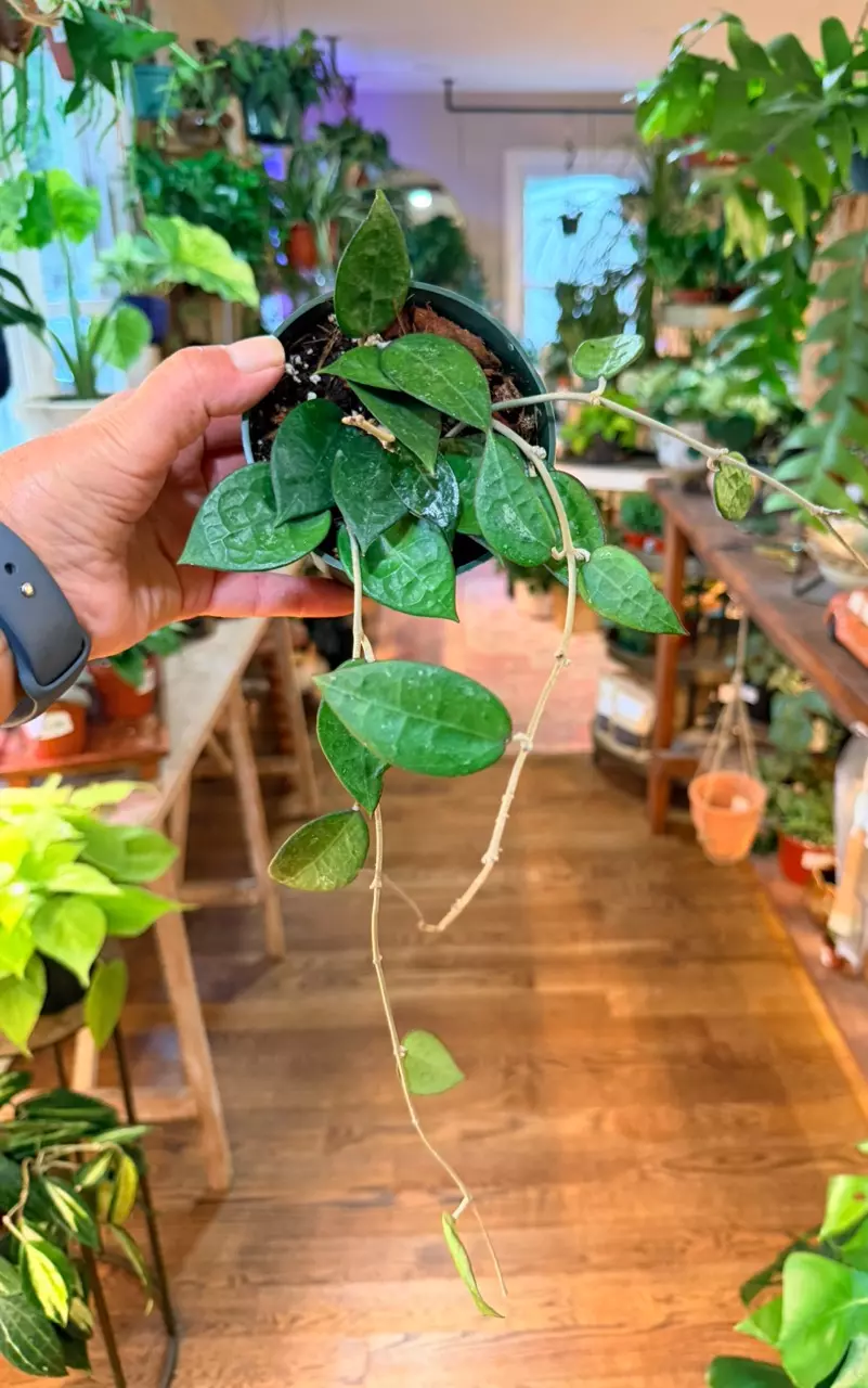 Hoya black margin thumbnail