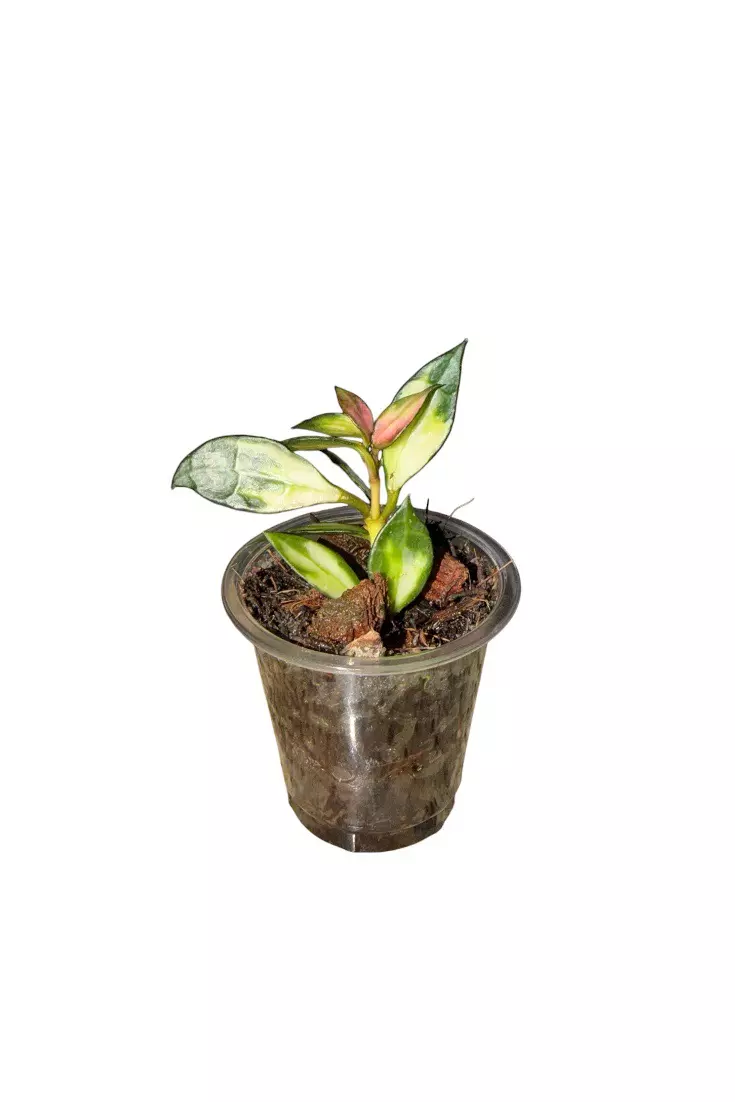 Hoya Lacunosa Variegated #920 thumbnail