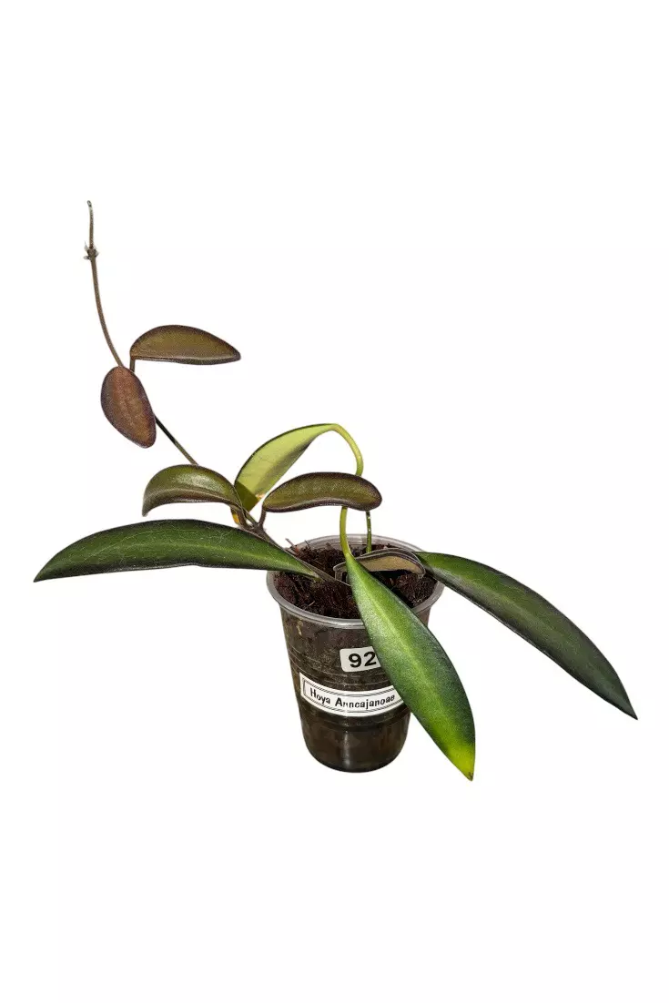 Hoya Anncajanoae #921 thumbnail