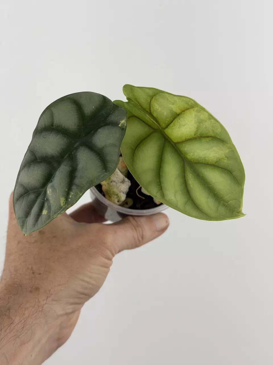 Alocasia Silver Dragon Aurea Variegated # 687 thumbnail