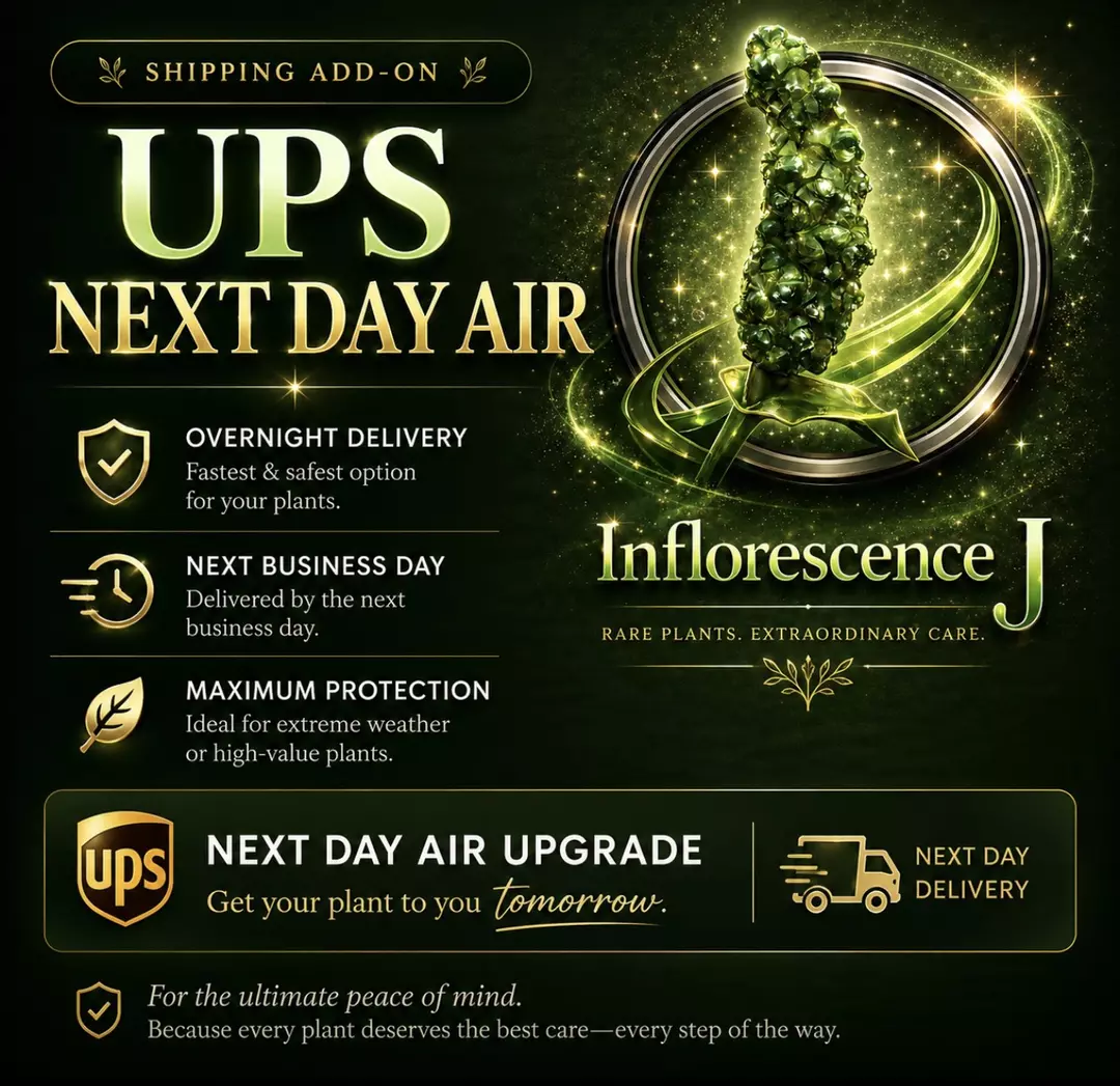 UPS Next Day Air thumbnail