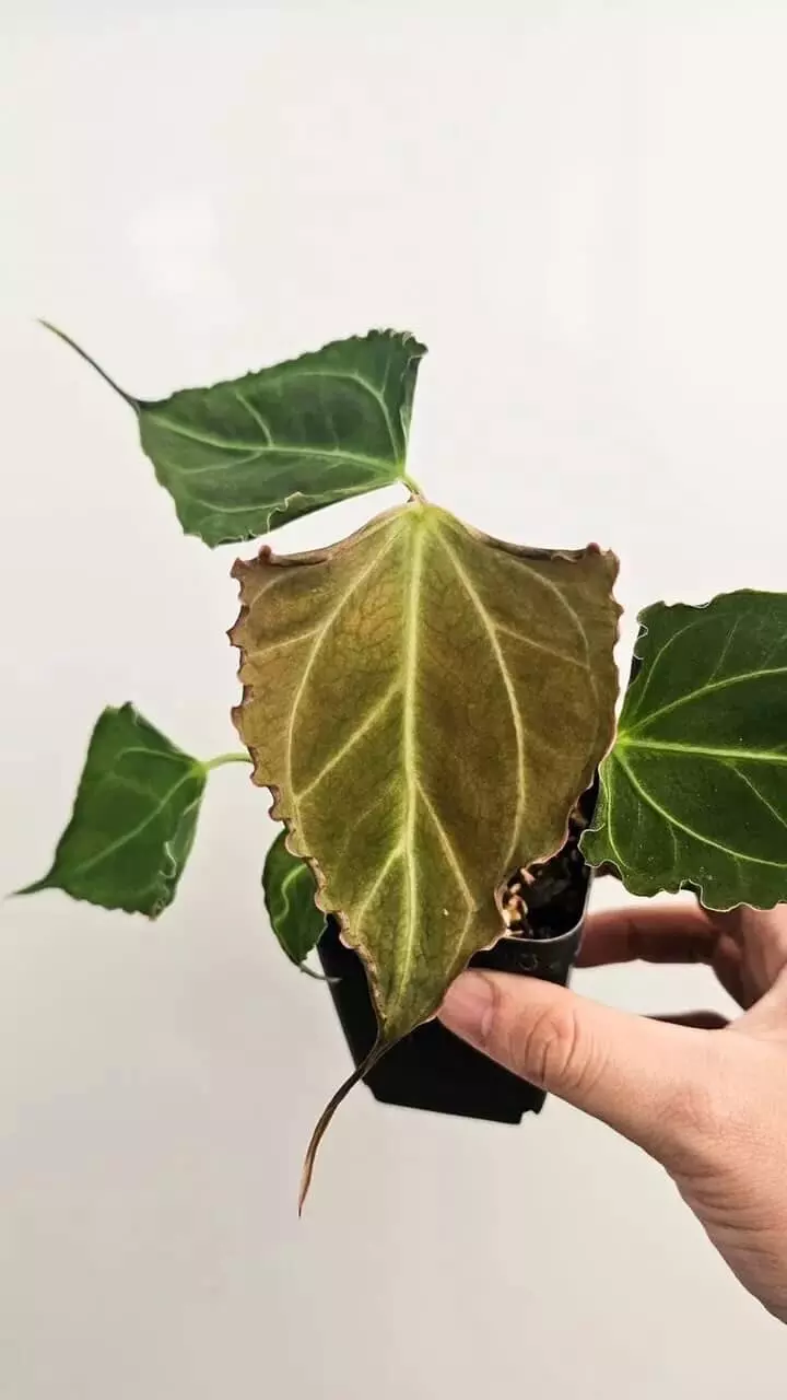 Muchlis port / big foot Goliath/ red spider Goliath seedling thumbnail