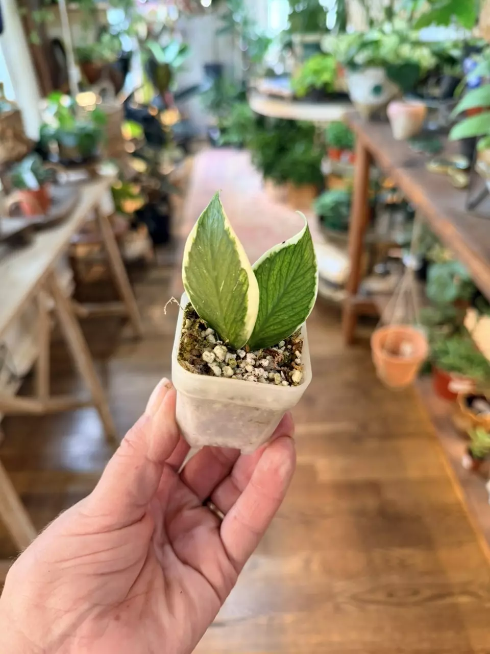 Hoya polyneura outer variegated thumbnail