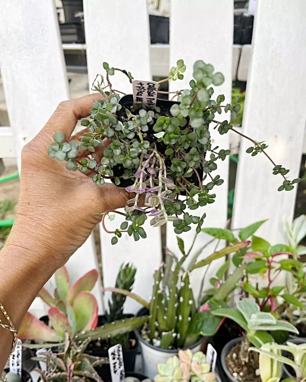 🎋Callisia Pink Lady + Pilea Aquamarine thumbnail