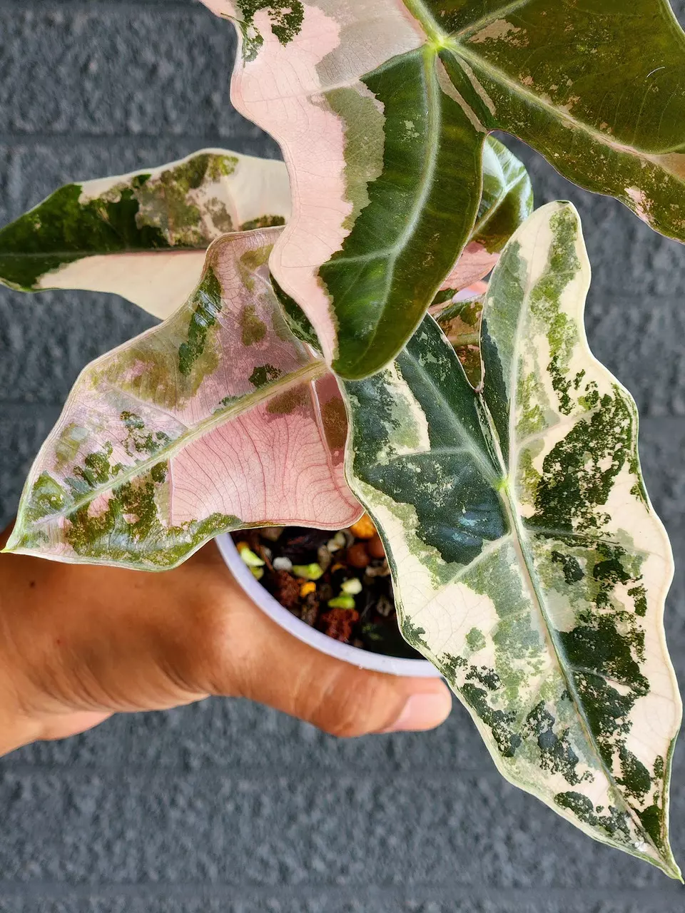 Pseudo Sanderiana Pink Tissue Culture GC thumbnail