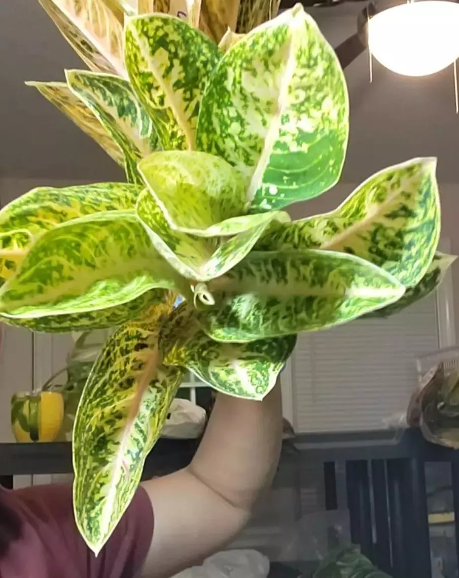 Aglaonema widuri thumbnail