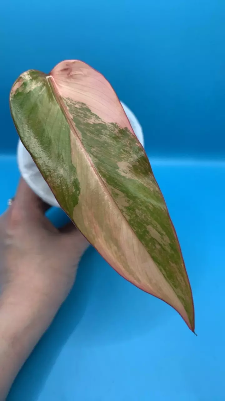 0506 Philodendron Strawberry Shake thumbnail