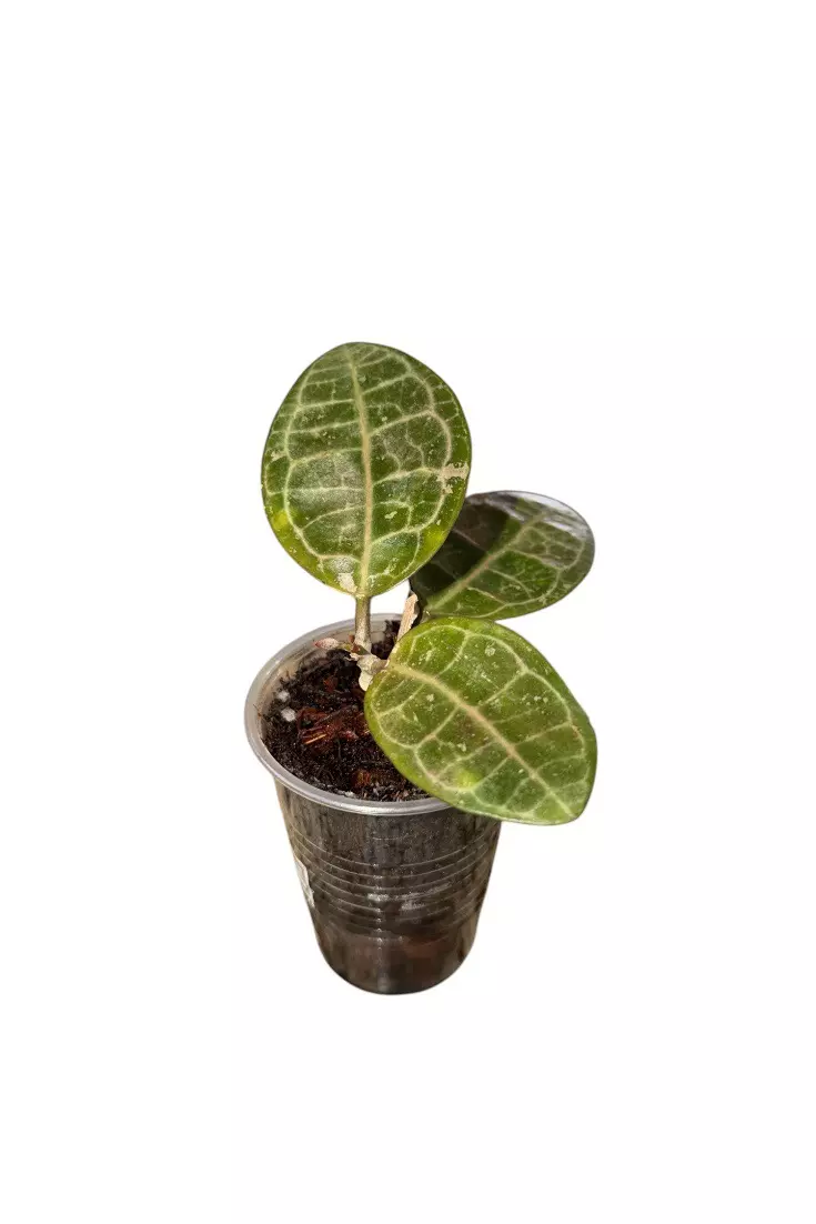 Hoya Elliptica #915 thumbnail