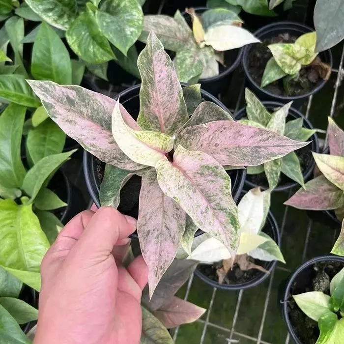 Anthurium Pink Bonplandii Tissue Culture GC thumbnail