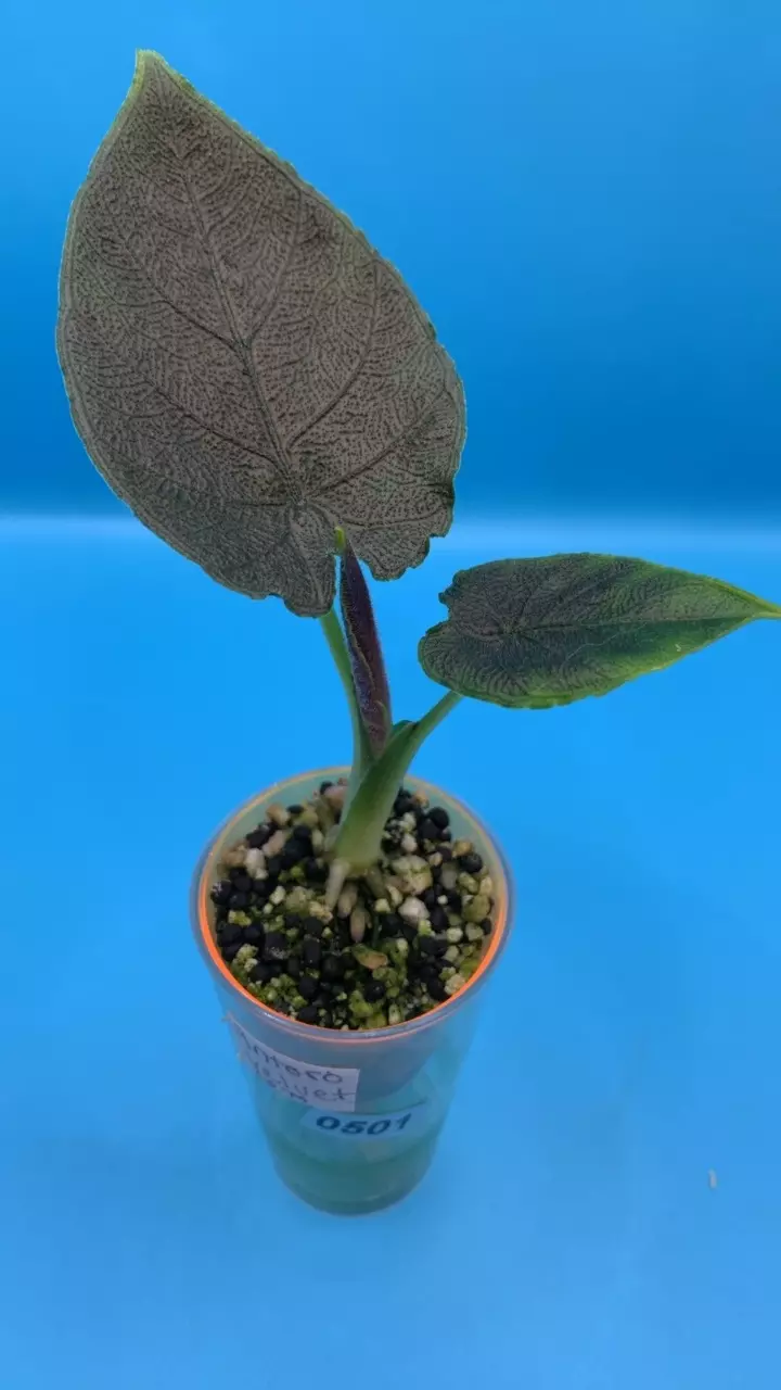 0501 Antoro velvet thumbnail