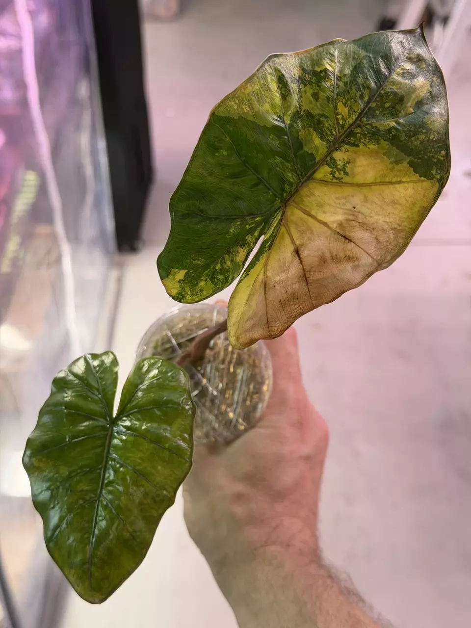 Large Yucatan Aurea Variegated Alocasia 3870 thumbnail