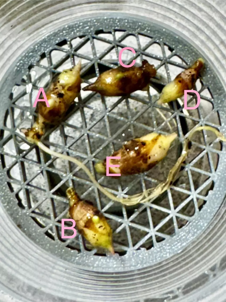 Corm - A Albo Brancefolia thumbnail
