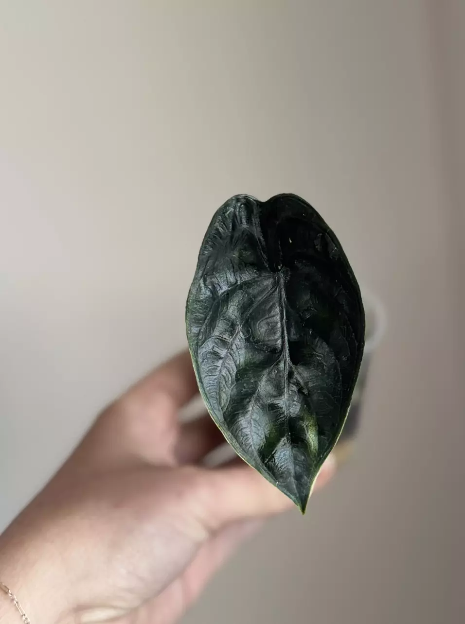 Alocasia Green Unicorn thumbnail