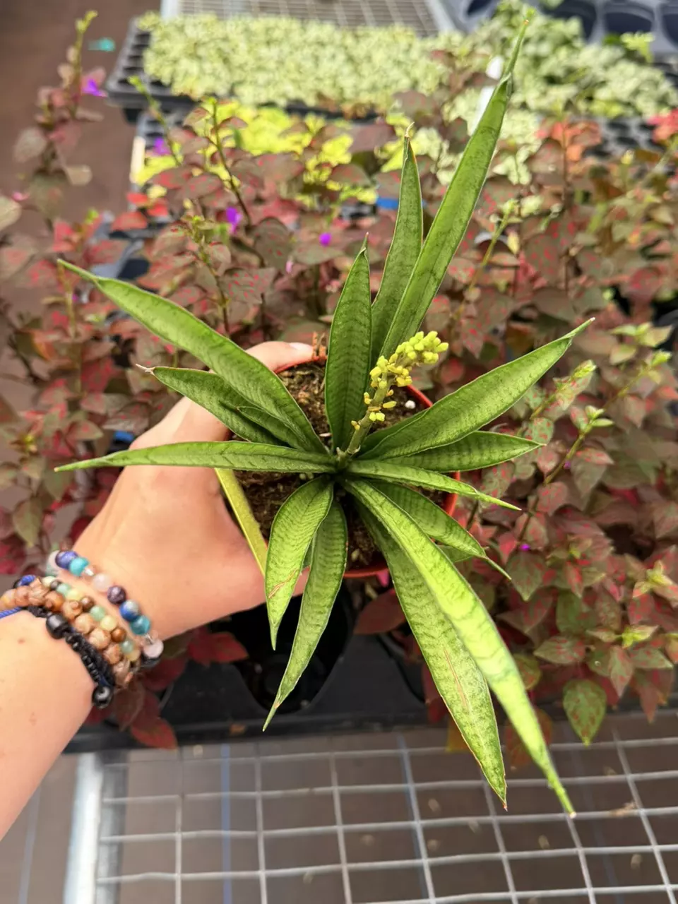 Sansevieria Lilliput Specific 4” Pot 8665SMP | F thumbnail