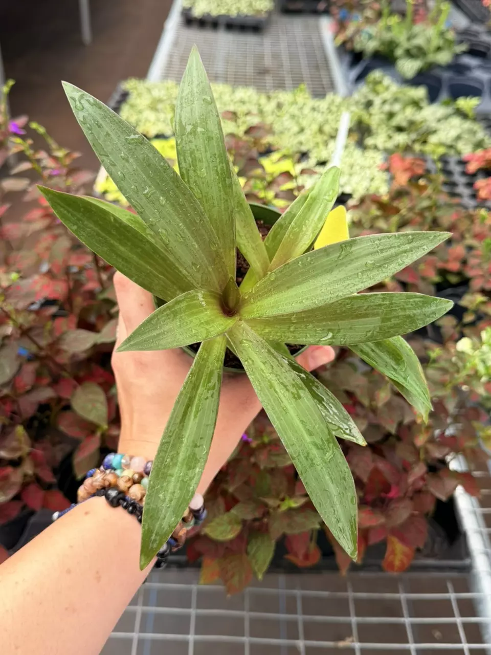 Rhoeo Oyster Specific 4” Pot 8668SMP | F thumbnail