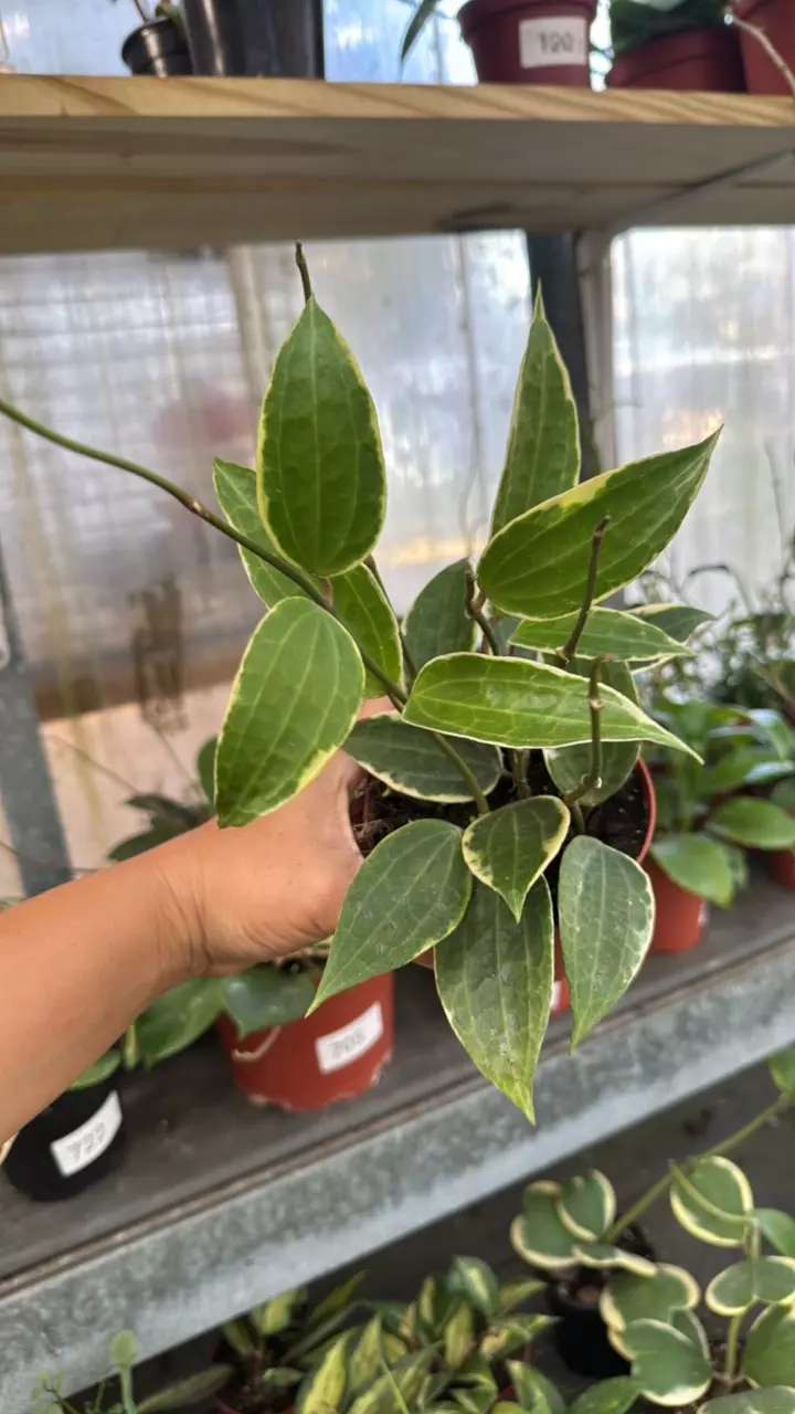 312 Hoya Macrophylla Albo thumbnail
