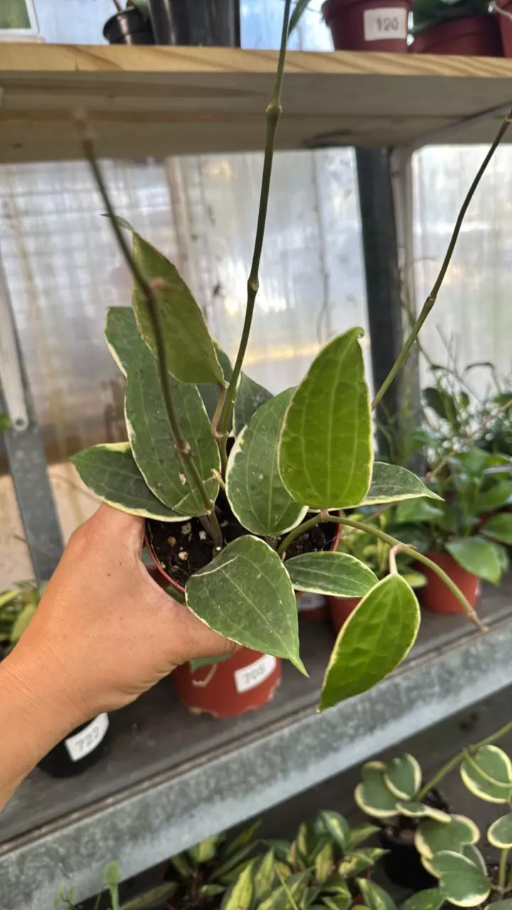 313 Hoya Macrophylla Albo thumbnail
