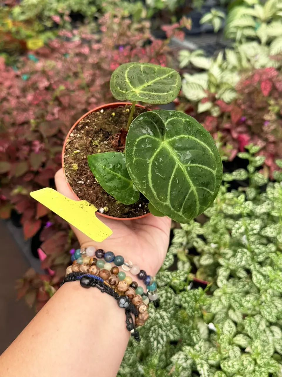 Anthurium Red Stem x Warocq 4” Specific 8672SMP | F thumbnail