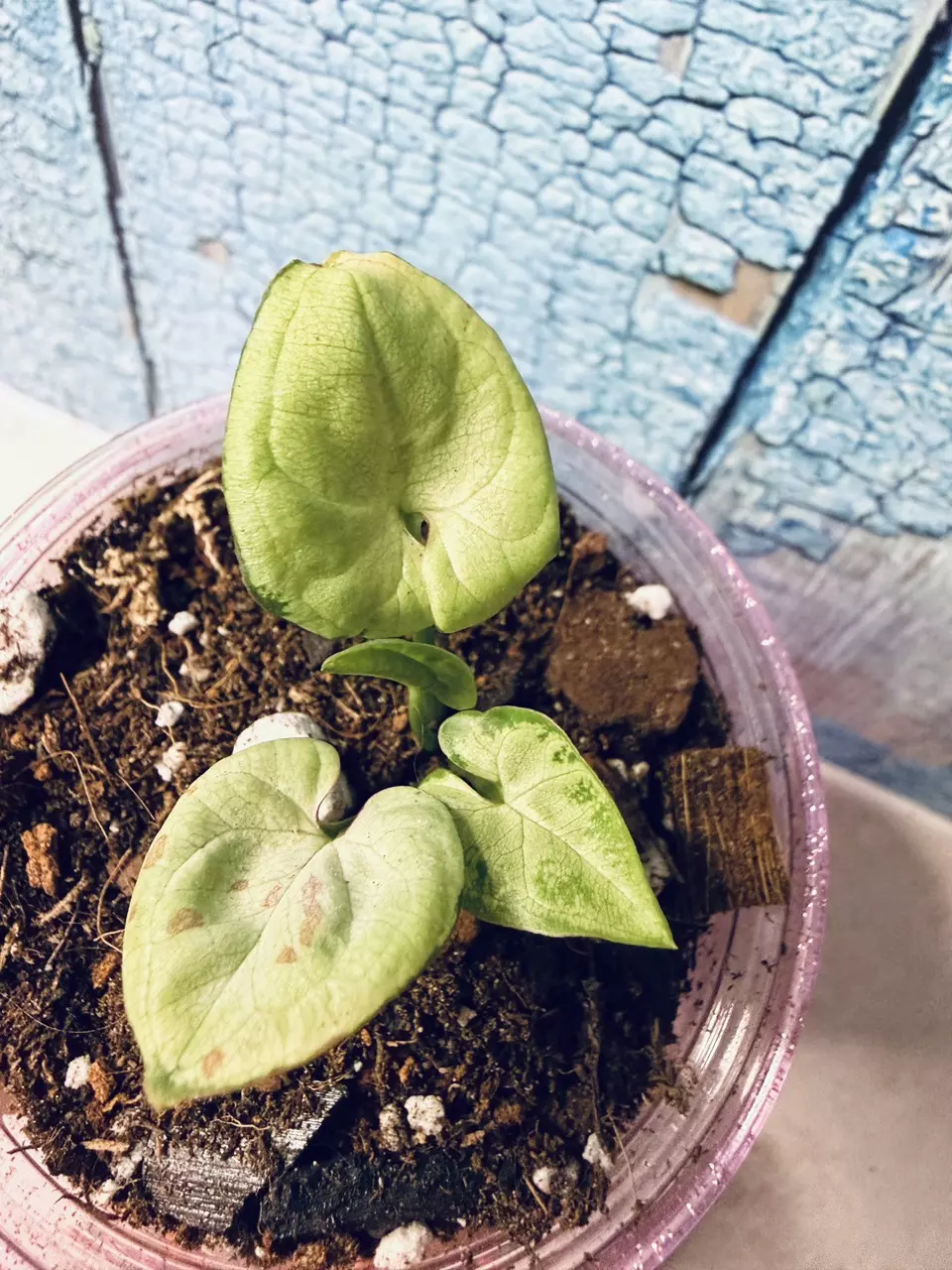 Syngonium Milk Confetti thumbnail