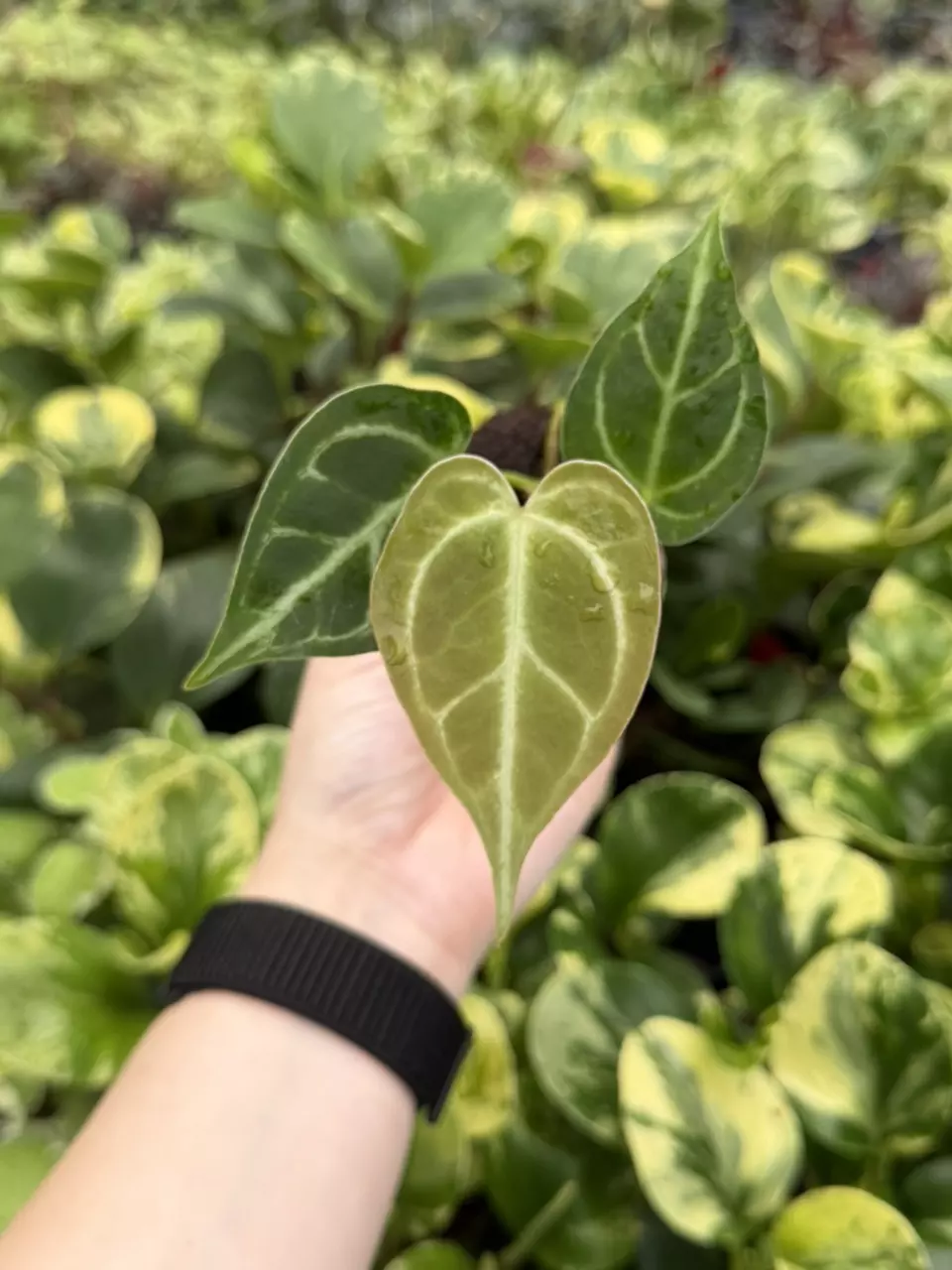 Anthurium No ID Specific Starter 8263EMP | F thumbnail