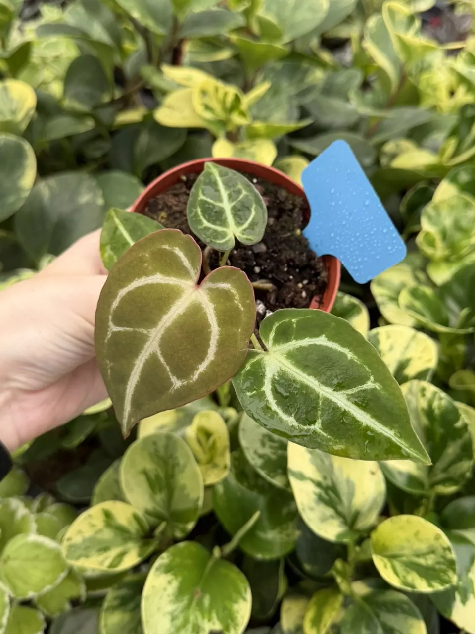 Anthurium No ID Specific 4” Pot 8262EMP | F thumbnail