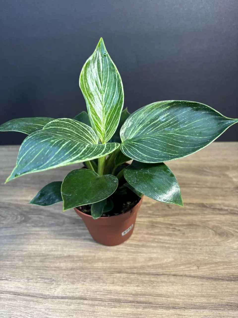 Philodendron Birkin 4” 3742 thumbnail