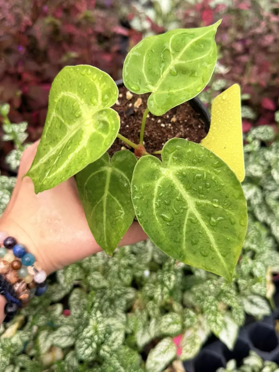 Anthurium Dressleri x Dorayaki 8673SMP | F thumbnail