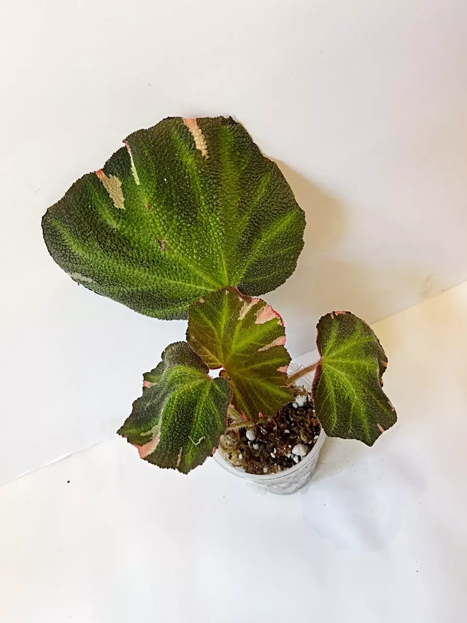 🔥Begonia Soli Mutata Variegated thumbnail