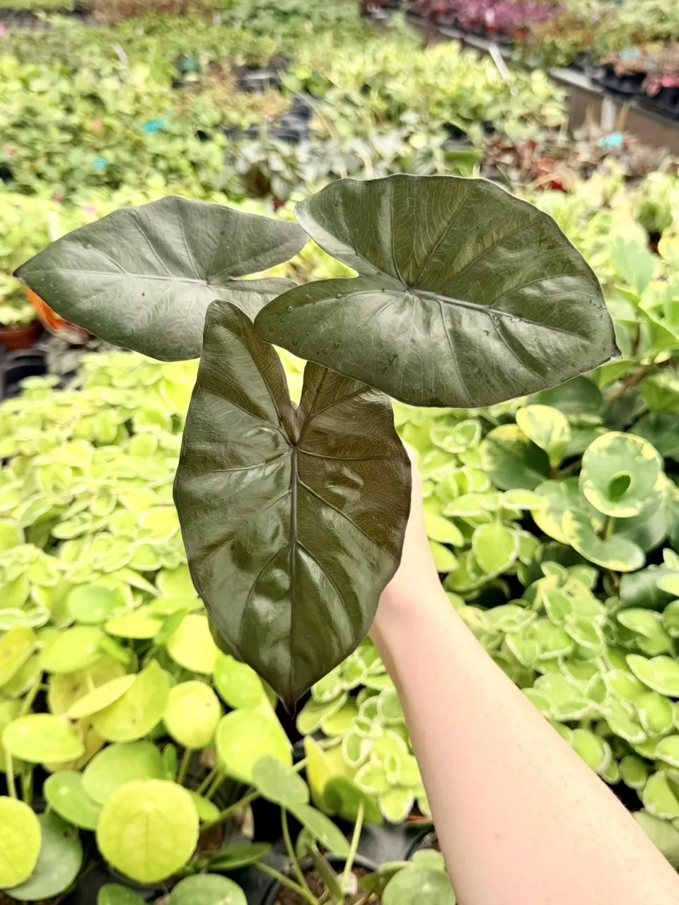 Alocasia Metallica Specific 4” Pot 8766FEP | F thumbnail