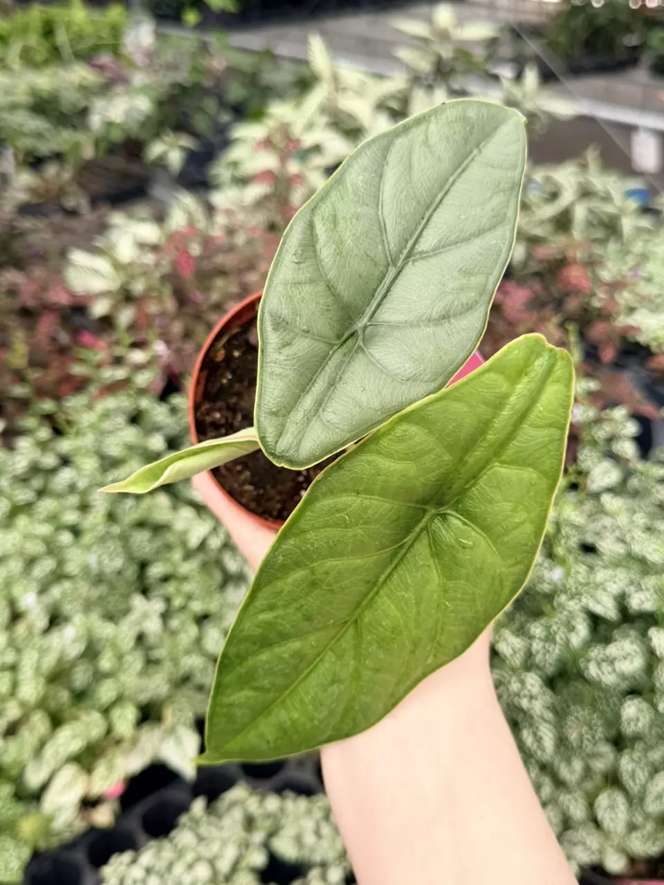 Alocasia Puncak Borneesis Specific 4” Pot 8775FEP | F thumbnail
