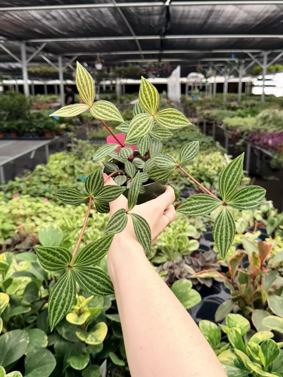Peperomia Puteolata Specific 4” Pot 8769FEP | F thumbnail