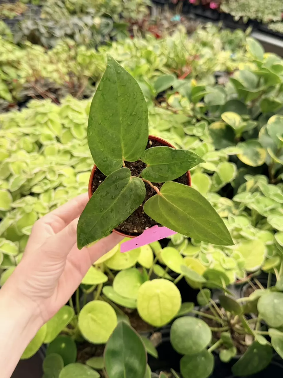Anthurium Besseae Specific 4” Pot 8765FEP | F thumbnail