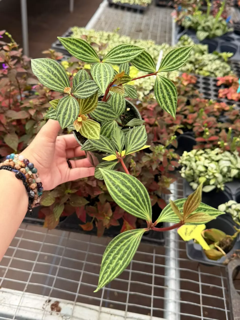 Peperomia Puteolata Specific 4” Pot 8671SMP | F thumbnail