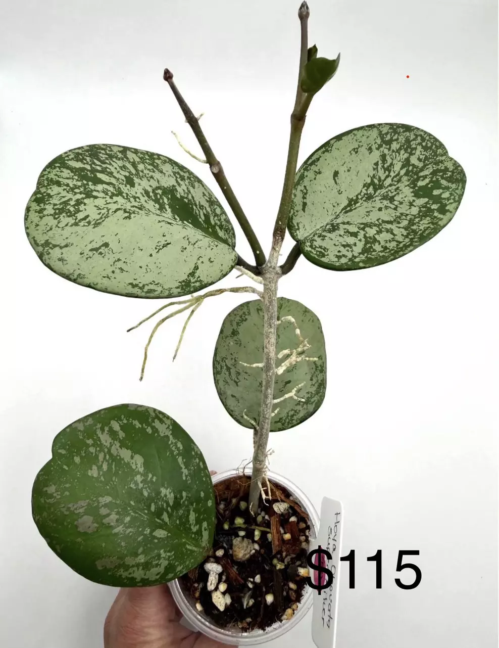Hoya Obovata Super Silver thumbnail