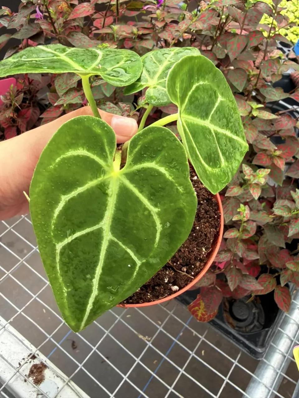 Anthurium Mag Verde x Papi Specific 4” Pot 8674SMP | F thumbnail