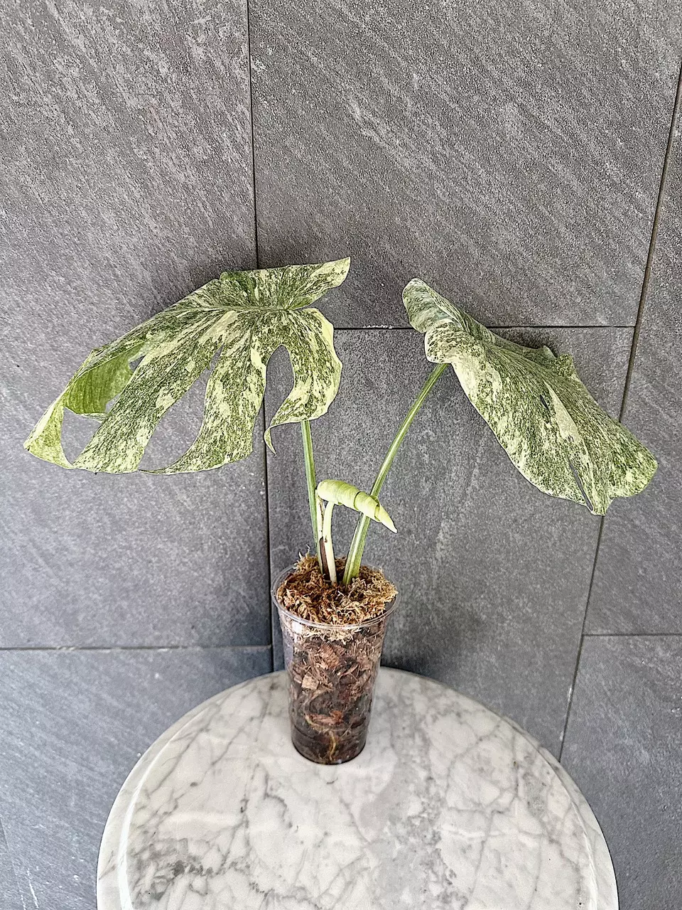 Monstera Legacy thumbnail