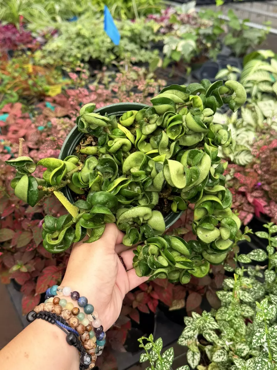 Hoya Compacta Specific 6” pot 8679SMP | F thumbnail