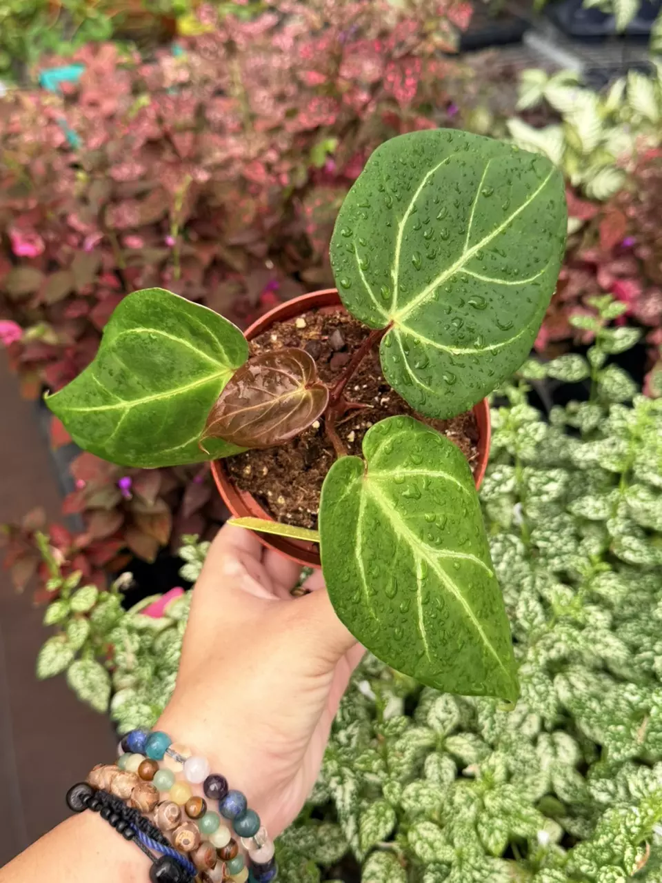 Anthurium Hoffmanii Specific 4” Pot 8675SMP | F thumbnail