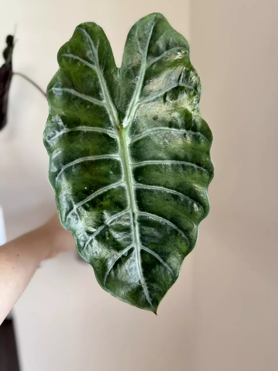Reverted Pink Chantrieri Corm thumbnail