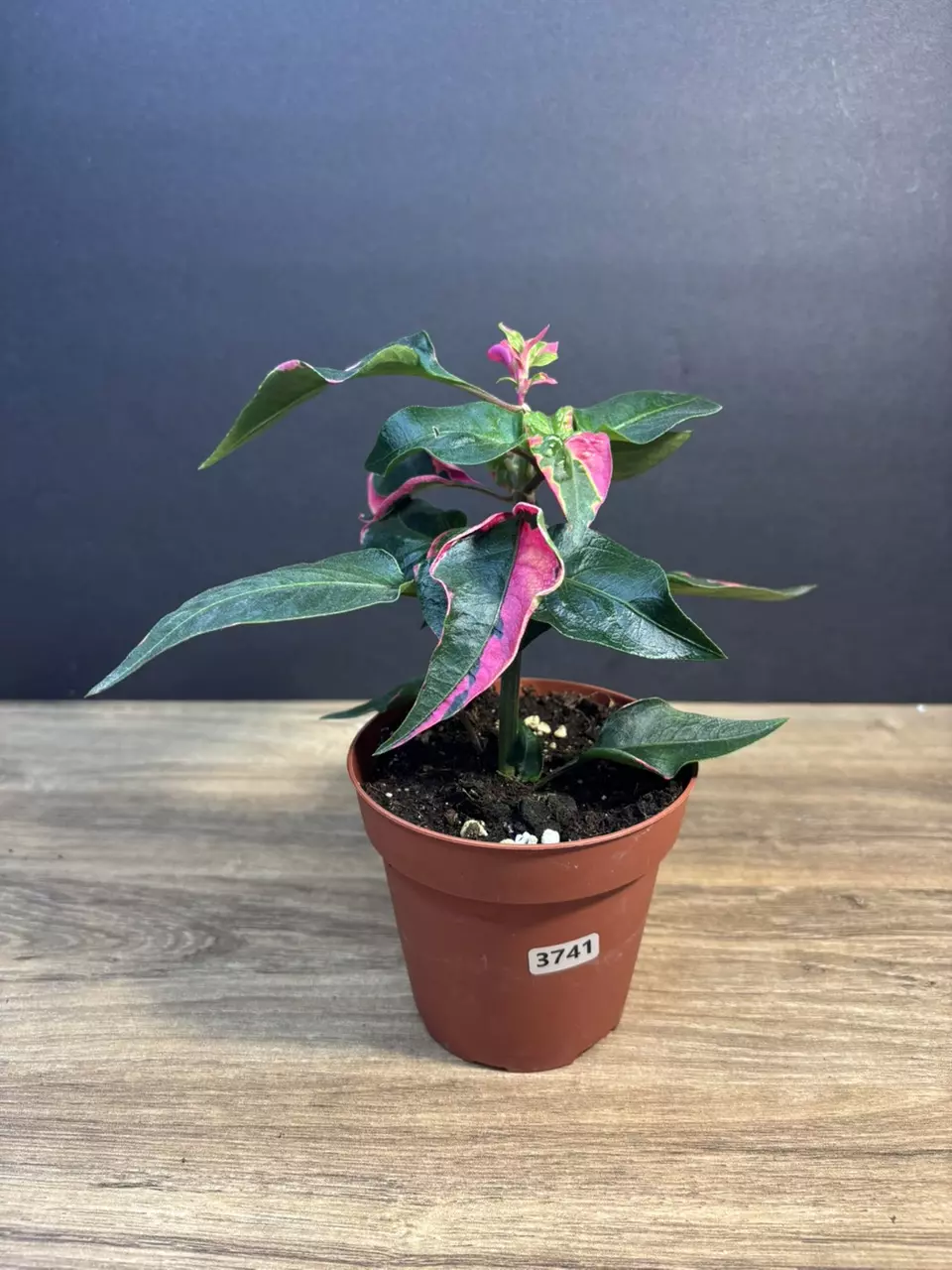 Alternanthera Party Time 4” 3741 thumbnail