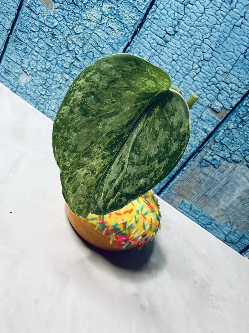 Scindapsus Acintya Exotica thumbnail