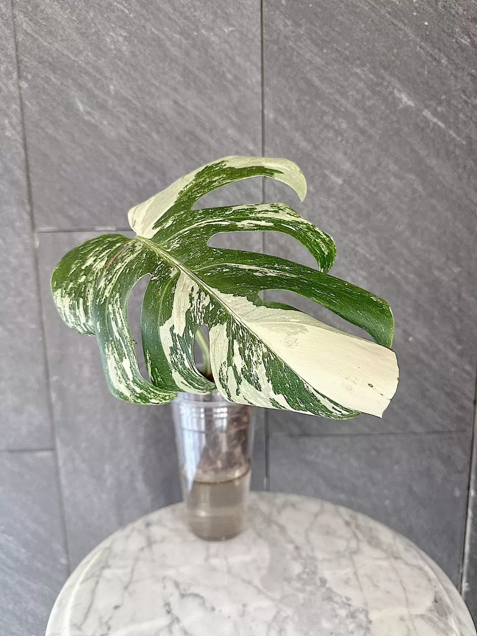 Monstera Borsigiana Albo thumbnail