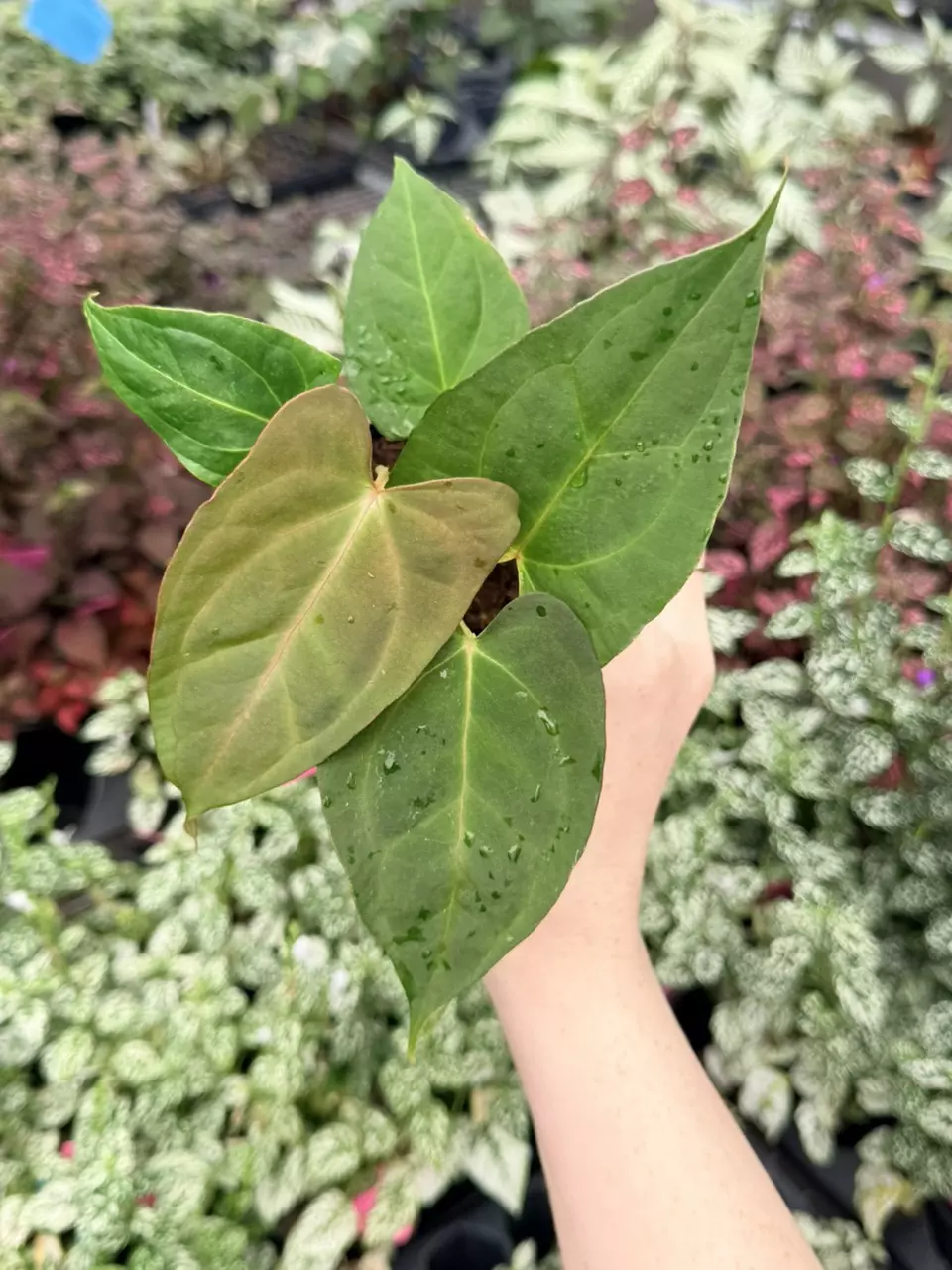Anthurium Darkest Panama X Goliath Specific 4” Pot 8767FEP | F thumbnail