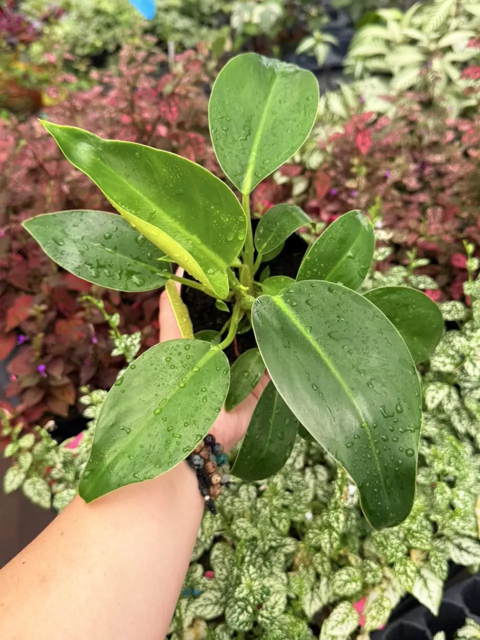 Philodendron Green Congo Specific 4” 8666SMP | F thumbnail