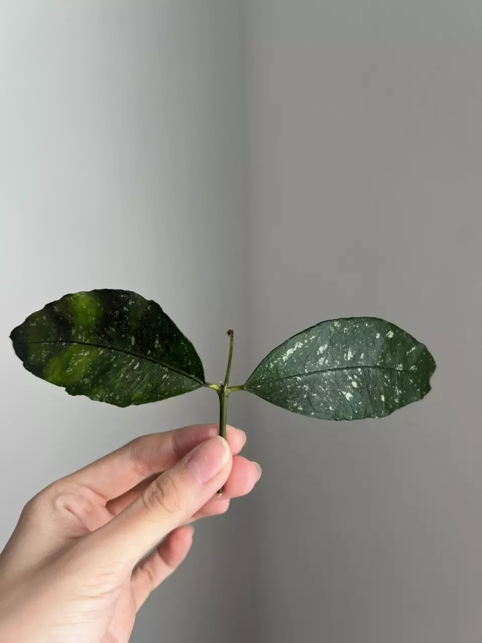 Hoya Sp garut West Java thumbnail