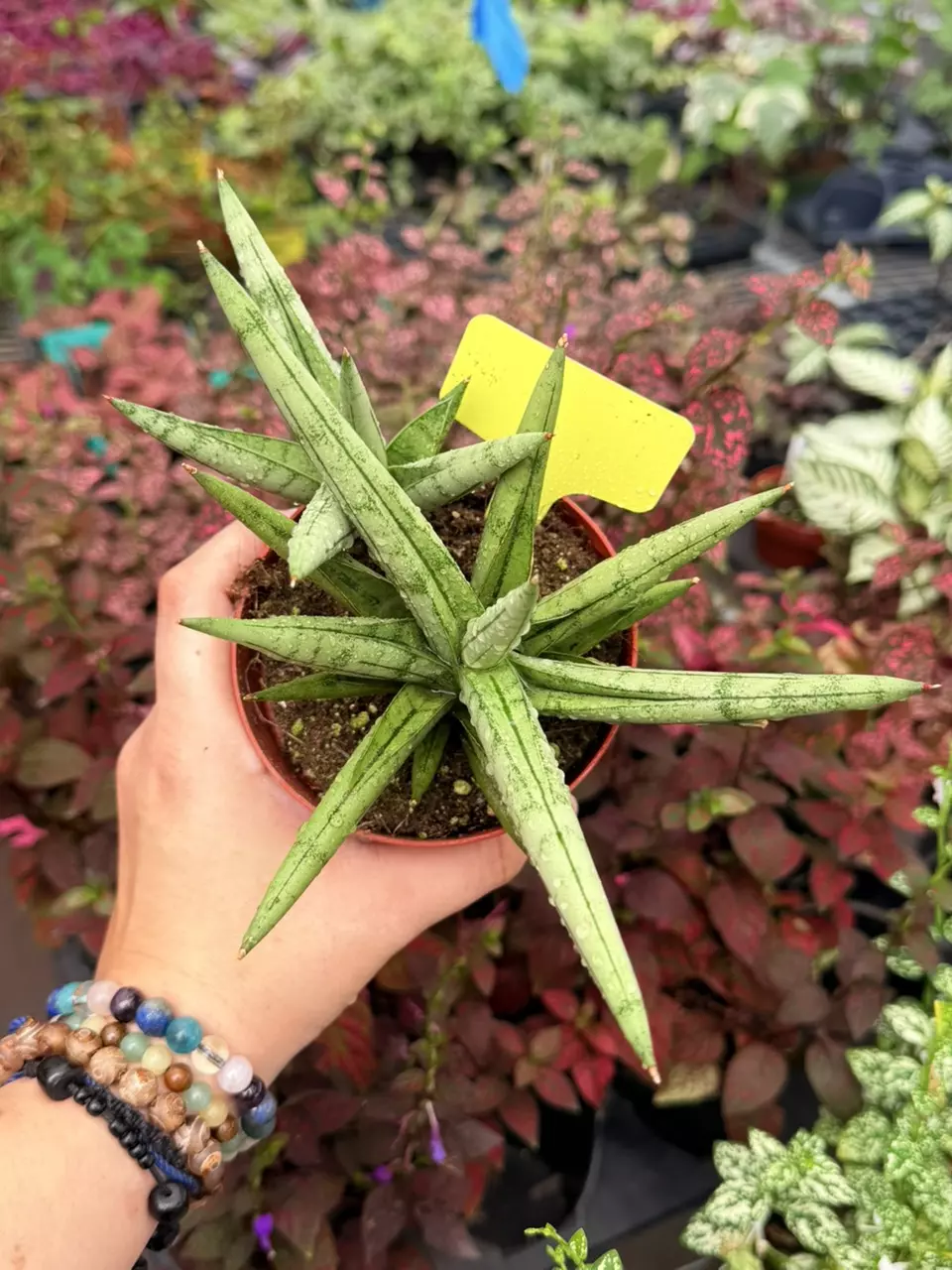 Sansevieria Silver Crown Specific 4” Pot 8669SMP | F thumbnail
