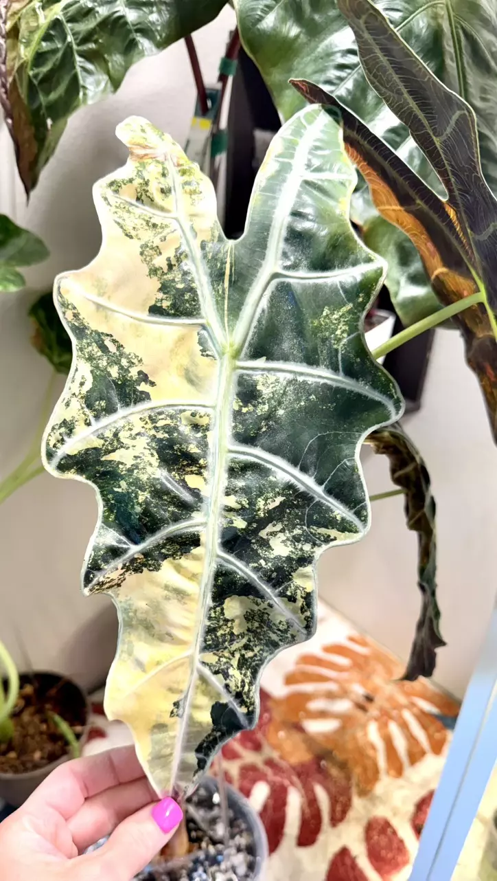 Polly x Watsoniana Aurea corm thumbnail