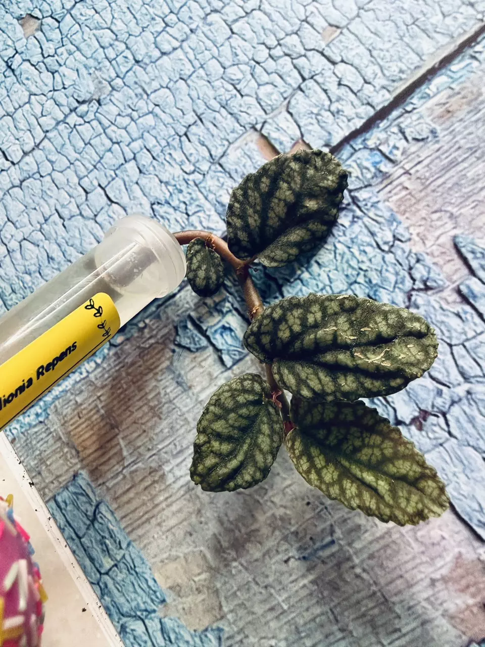 Pellionia Repens thumbnail