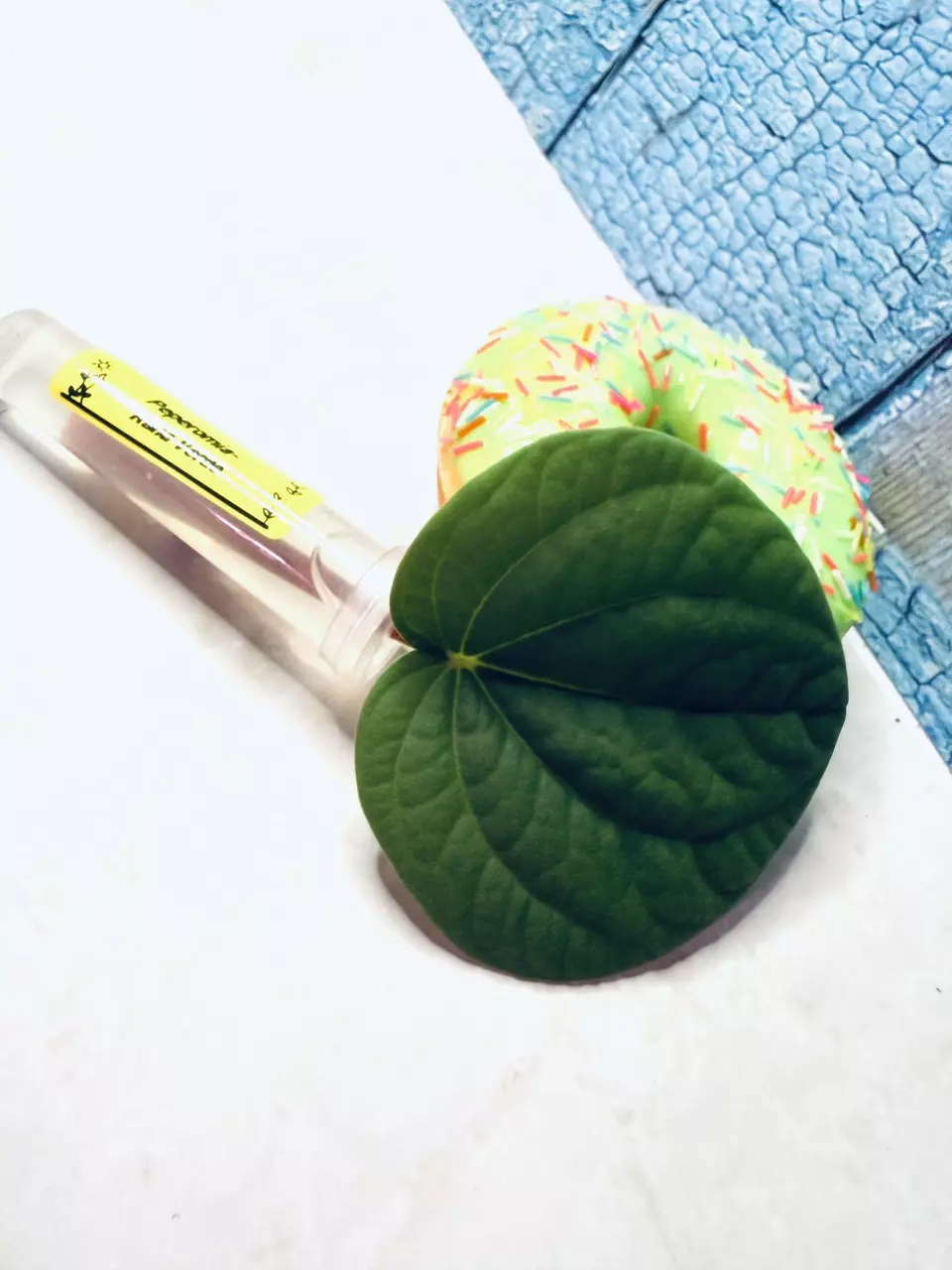 Peperomia Rana Verde thumbnail