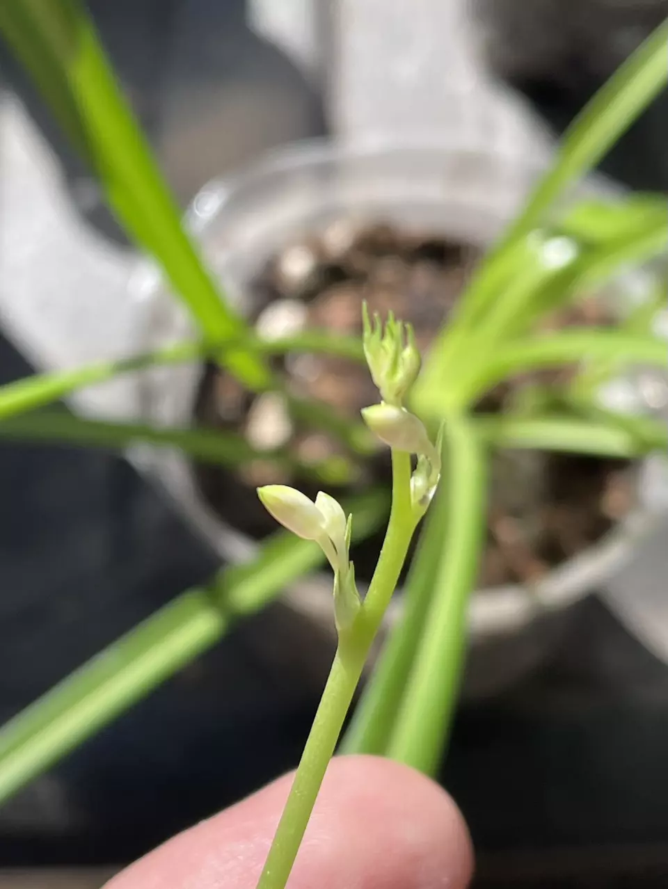 ADD ON only plz// Spider plant with vine thumbnail